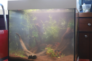 das fertige Becken - das Wasser wird noch klar!