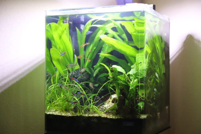 Heimschau 2019: Wintergerst – Becken 2