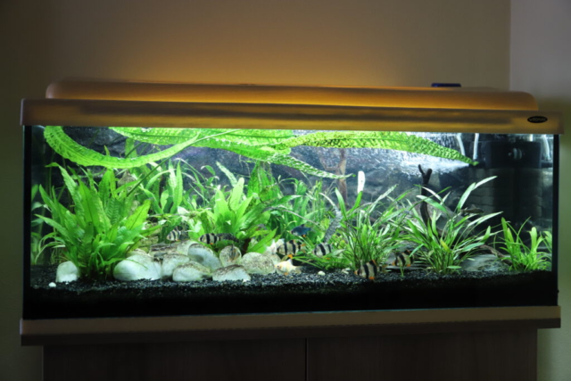 Heimschau 2019: Wintergerst – Becken 1