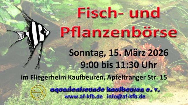 Anzeige Börse März